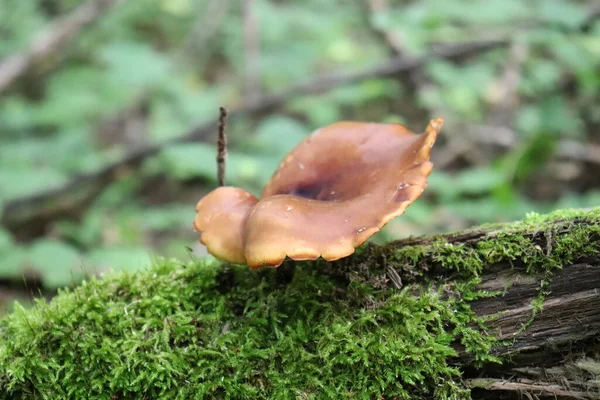 Inedible Mushroom Grows Fallen Old Tree Overgrown Moss Summer Flora — Stock Photo, Image