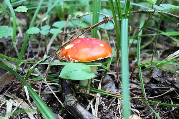 A poisonous psychoactive mushroom of the genus fly agaric, or Amanita of the order agaric, belongs to the basidiomycetes. Summer flora of the forest.
