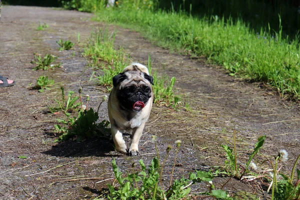 Dog breed Pug color Tan runs along the road, sticking out his tongue. On a walk with a pet on a Sunny summer day.