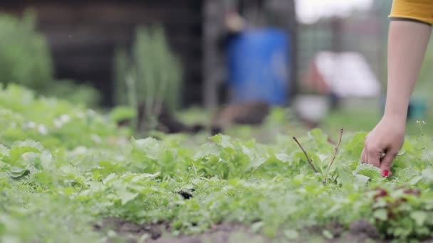 Femme ramassant du radis dans leur ferme — Video