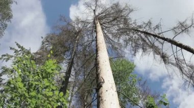 Zarar görmüş bir gövde ile ormanda Ladin standları.