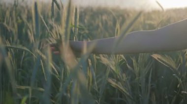 Close-up bir alan tahıl bitkiler ile kadının elinde buğday kulakları dokunur