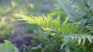 Bir yaprak yeşil orman fern, rüzgarda sways. Yakın çekim