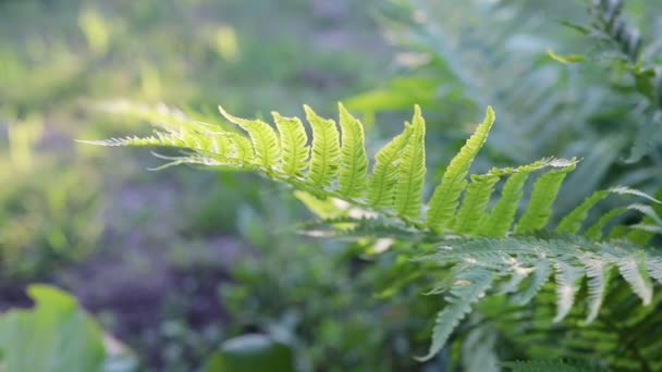 Leaf Green Forest Fern Sways Wind Close — Stock Video