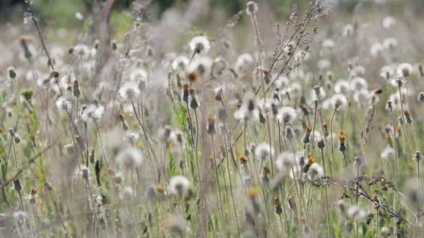 Muchas flores silvestres se mueven en el viento — Vídeo de stock