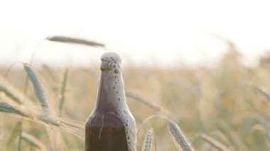 Bira köpük içine alan arka plan buğday ve arpa bir karanlık, vintage, ıslak şişe drenaj