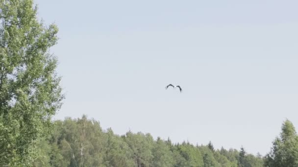 Белый аист летит по синему небу — стоковое видео