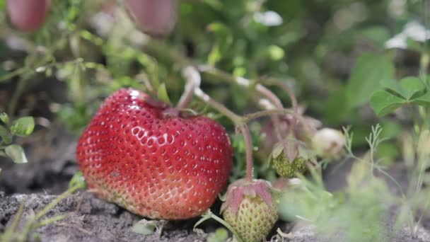 Erdbeeren pflücken. Nahaufnahme — Stockvideo