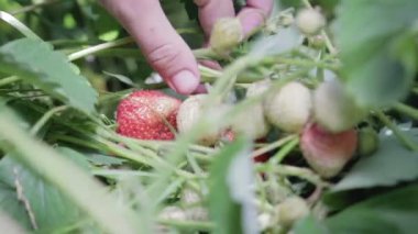 Çilek toplama. Yakın çekim