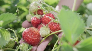 Çilek toplama. Çilek elinde avuç