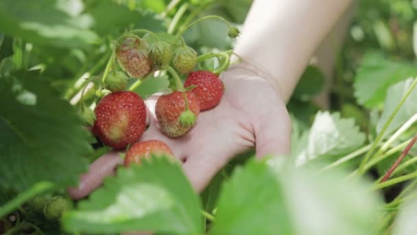 Plukken aardbeien. Handvol bessen in hand — Stockvideo