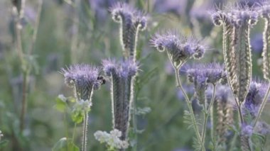 Arılar bal phacelia toplamak.