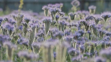 Arılar bal phacelia toplamak.