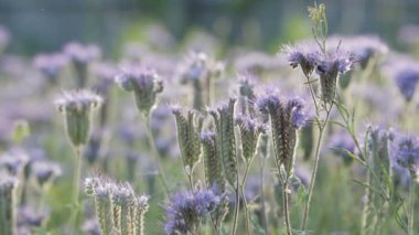 Arılar bal phacelia toplamak.