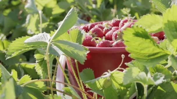 Oogsten, plukken aardbeien. Aardbei seizoen — Stockvideo