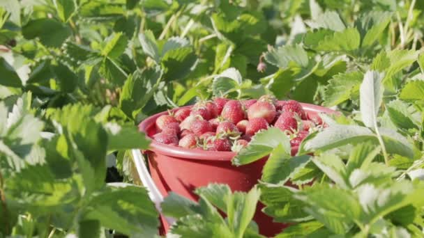 Oogsten, plukken aardbeien. Aardbei seizoen — Stockvideo