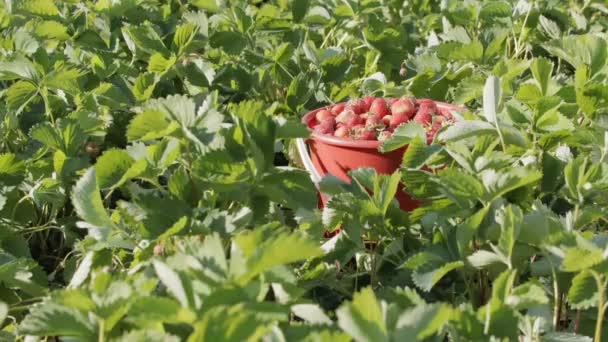 Récolte, cueillette des fraises. Saison des fraises — Video