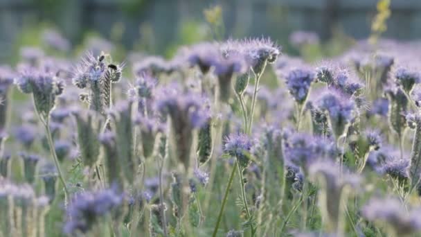 许多蜜蜂从 Phacelia 上飞和收集花蜜 蜜蜂从花中采集蜂蜜 — 图库视频影像