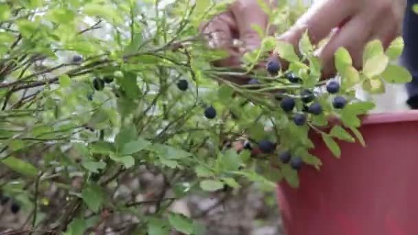 Mulher coleta mirtilos na floresta — Vídeo de Stock