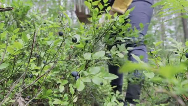 Mulher coleta mirtilos na floresta — Vídeo de Stock