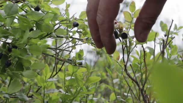 Close Female Hand Collects Wild Berries Forest — Stock Video