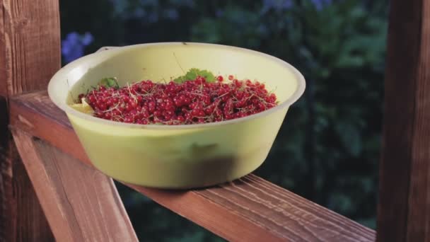 Capacidade com uma colheita de groselhas vermelhas no corrimão do pórtico — Vídeo de Stock