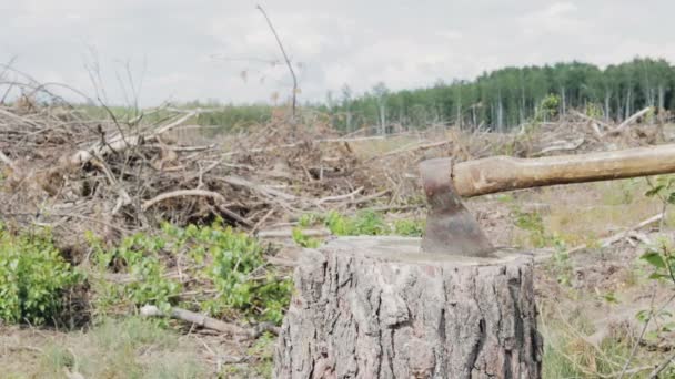 Вырубка лесов, топор на пне — стоковое видео