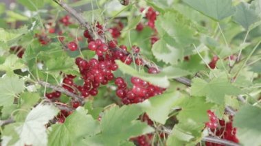 Frenk üzümü hasat. Yakın çekim