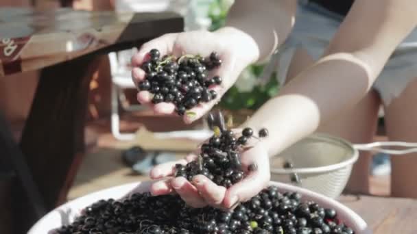 あなたの手でブラックカラント。果実を収穫 — ストック動画