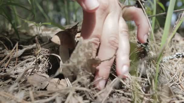 Apanhar cogumelos na floresta — Vídeo de Stock