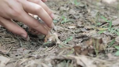 Ormanda mantar topluyorum.