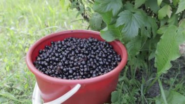 Siyah frenk üzümü hasat