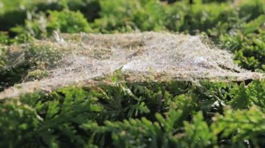 Bürümcük Bush. Örümcek tuzak, yakın çekim