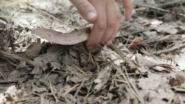 숲에서 버섯을 따는 모습 — 비디오