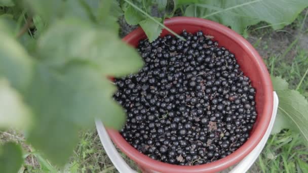 De oogst van zwarte bessen — Stockvideo
