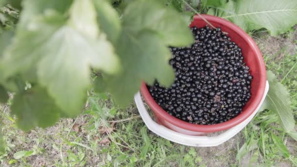 Урожай черной смородины — стоковое видео