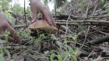 Hasat ve mantar toplama