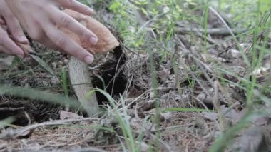 Hasat ve mantar toplama