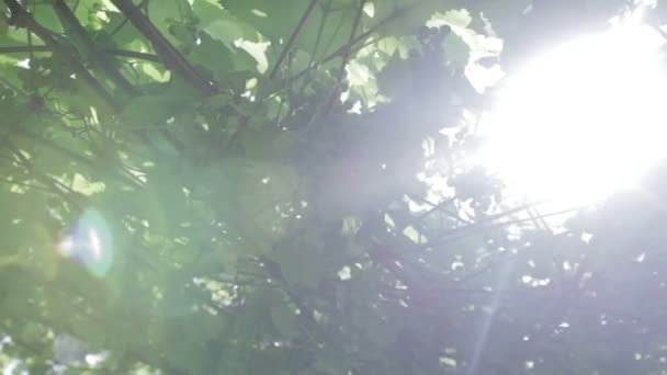 緑のブドウ畑、クローズ アップ — ストック動画