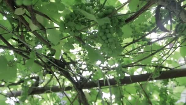 Vignoble vert, gros plan — Video