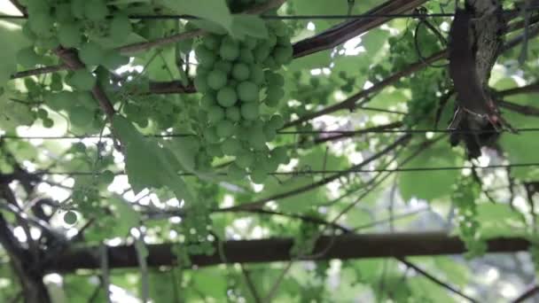 Vignoble vert, gros plan — Video