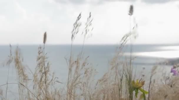 Torrt gräs varierar över en klippa på bakgrunden av havet, ocean — Stockvideo