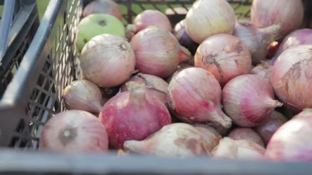 Cebola comestível está em uma caixa de plástico, a colheita de cebola — Vídeo de Stock