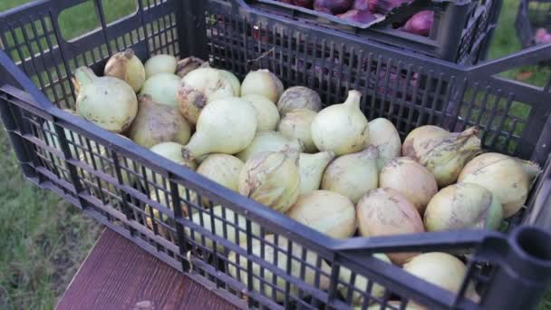 Cebola comestível está em uma caixa de plástico, a colheita de cebola — Vídeo de Stock