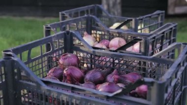 Yemeklik soğan soğan hasat bir plastik kasalarda olduğu