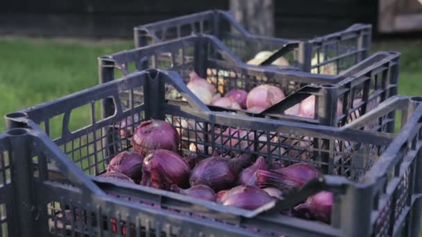 Jadalne cebula jest w plastikowych skrzyniach, zbioru cebuli — Wideo stockowe