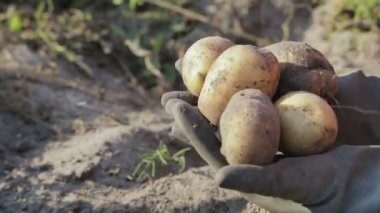 Çiftlikte patates hasat