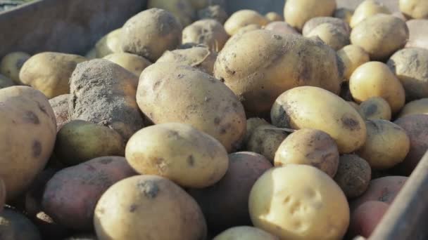 Sklizeň brambor na farmě — Stock video