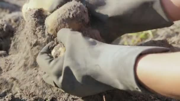 Récolte de pommes de terre à la ferme 