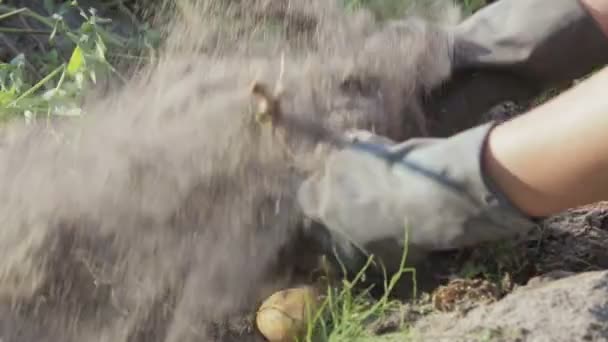 Récolte de pommes de terre à la ferme 